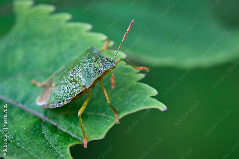 Grüne Stinkwanze , auch als Gemeine Stinkwanze oder Gemeiner Grünling ( Palomena prasina ) bezeichnet. Grüne Stinkwanze , auch als Gemeine Stinkwanze oder Gemeiner Grünling ( Palomena prasina ) bezeichnet.