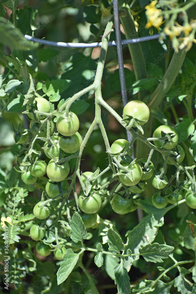 Green Cherry Tomatoes on the Vine Green Cherry Tomatoes on the Vine