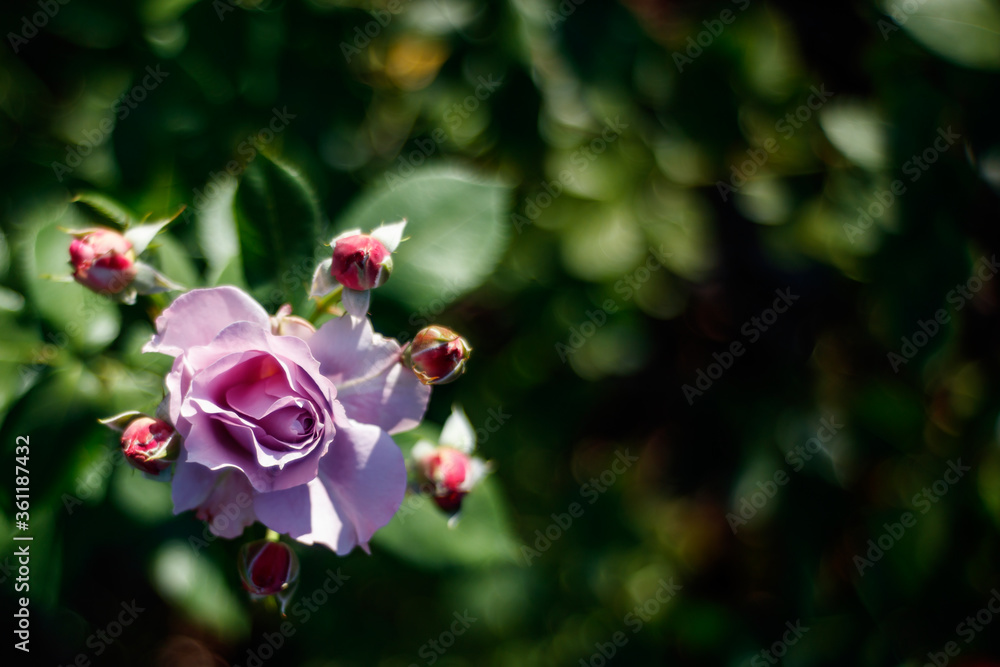 Obraz premium Purple rose in the garden