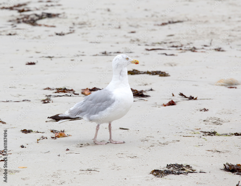 Fototapeta premium View of a herring gull