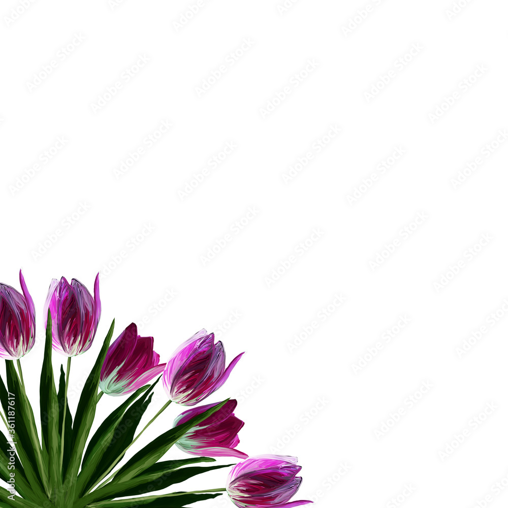 Fototapeta premium Greeting card template with realistic beautiful blooming tulips pink colors, green leaves on white background