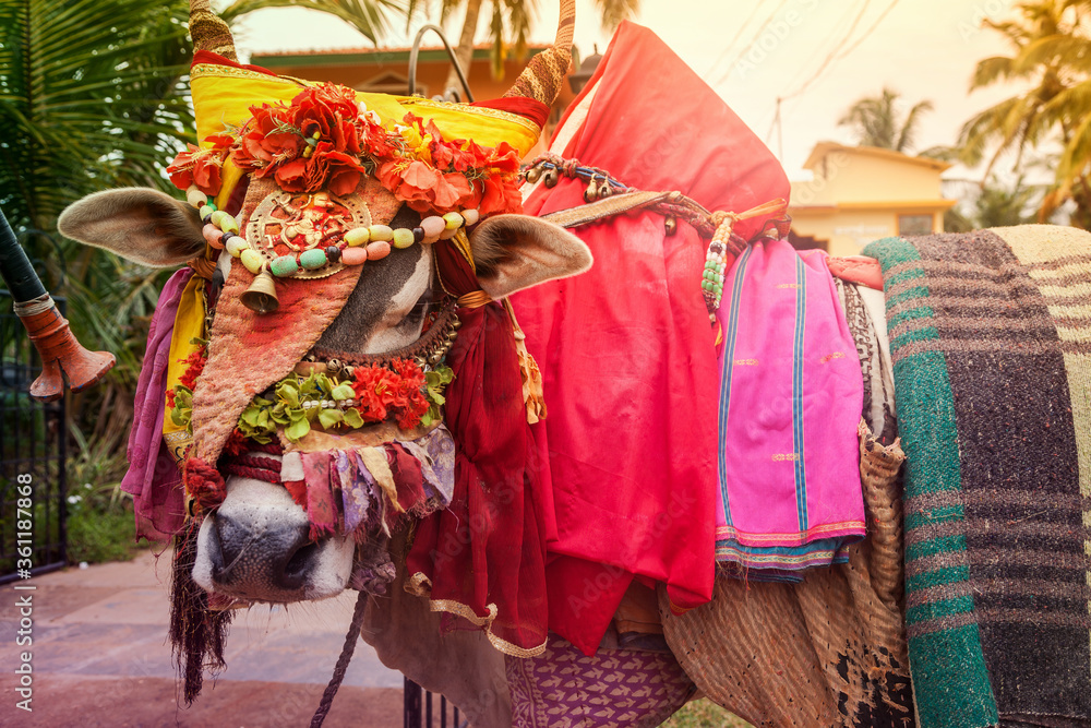 Obraz premium Portrait of decorated Indian cow