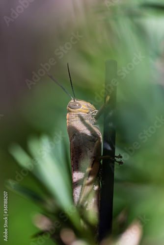 An Image of Grasshoppers. Band winged grasshoppers are a subfamily of short h...