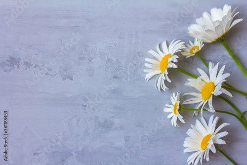 Top view of white daisies lying on a concrete background. Copy space for text