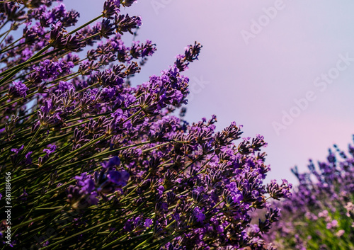 lavender flowers against the sky look amazingly beautiful