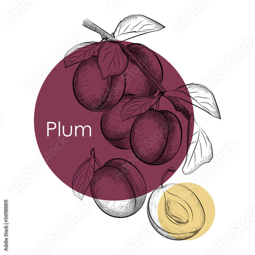 Plum design template. Engraved plum. Vector illustration for label, poster, baner, packaging or other