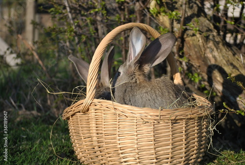 Kaninchen