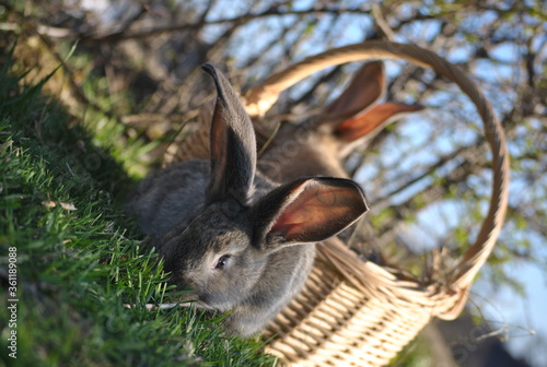 Kaninchen