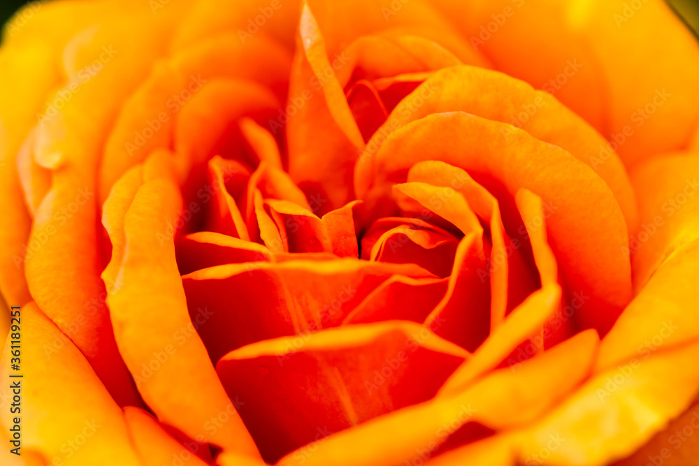 orange rose macro orange rose macro