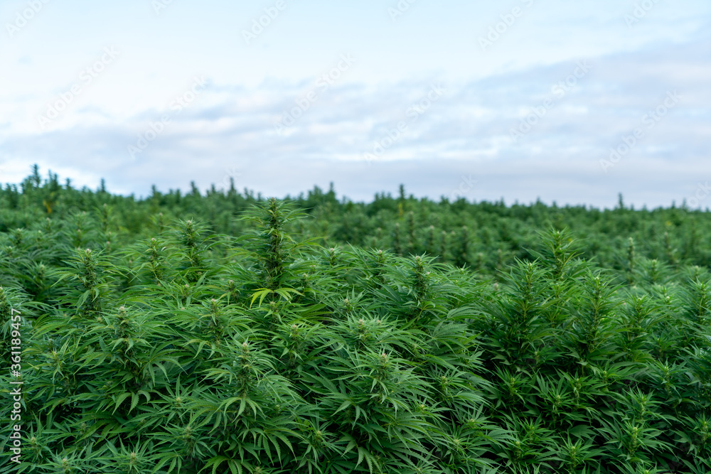 Marijuana outdoor crop Marijuana outdoor crop