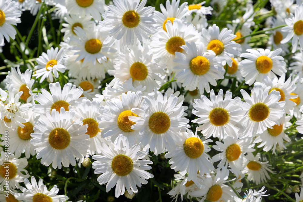Fototapeta premium Daisy flower garden full bloom. Lovely blossom daisy flowers background