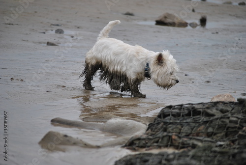 Dog at the beach