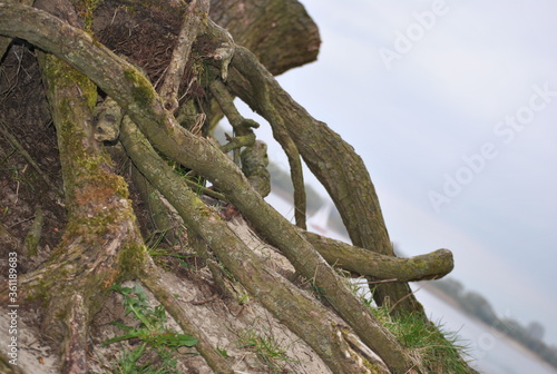 Baum am Strand