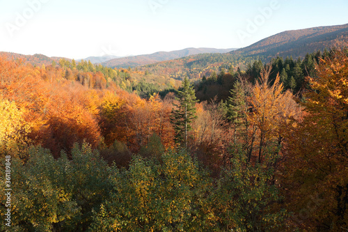 Path mark in a beech forest, Bieszczady Mountains