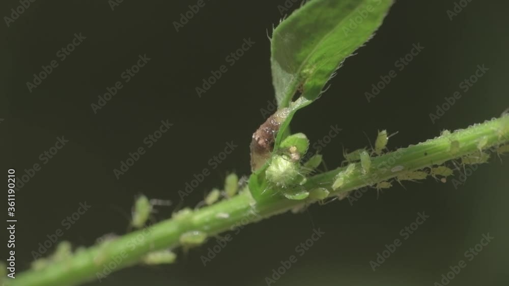 Aphids move in unison on a stem Aphids move in unison on a stem