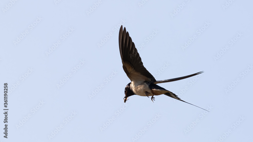 Fototapeta premium Portrait of barn swallow (hirundo rustica) with insects in the beak