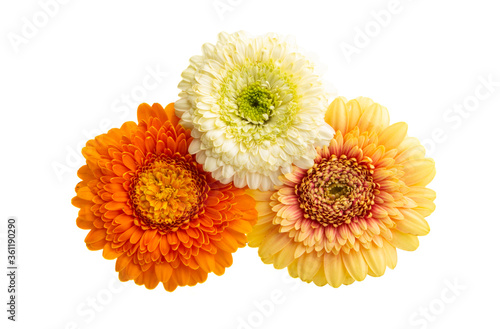 beautiful gerbera flowers isolated