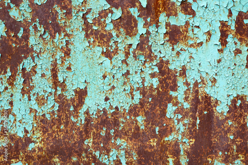 Rusty surface of metal plate with blue cracked color paint. Rust on old colored metal. Old blue fence. Grunge ruststained metal fence. Rust on blue iron-plate fencing. Seedy and shabby paling.