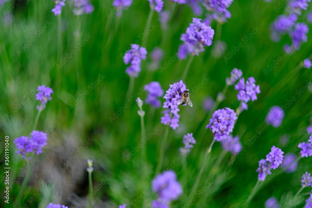 Lavender flowers background. Beautiful photo with selective focus. Copy space for text placement. Lavender flowers background. Beautiful photo with selective focus. Copy space for text placement.