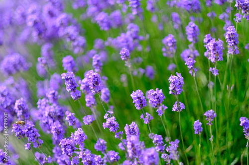 Lavender flowers background. Beautiful photo with selective focus. Copy space for text placement. 