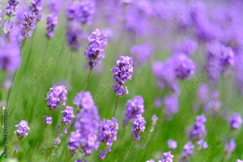 Lavender flowers background. Beautiful photo with selective focus. Copy space for text placement. 