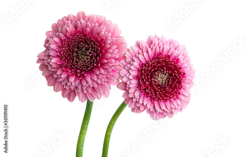 beautiful gerbera flowers isolated