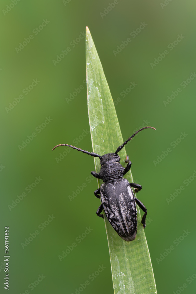 a lonhorn beetle - Dorcadion fuliginator a lonhorn beetle - Dorcadion fuliginator
