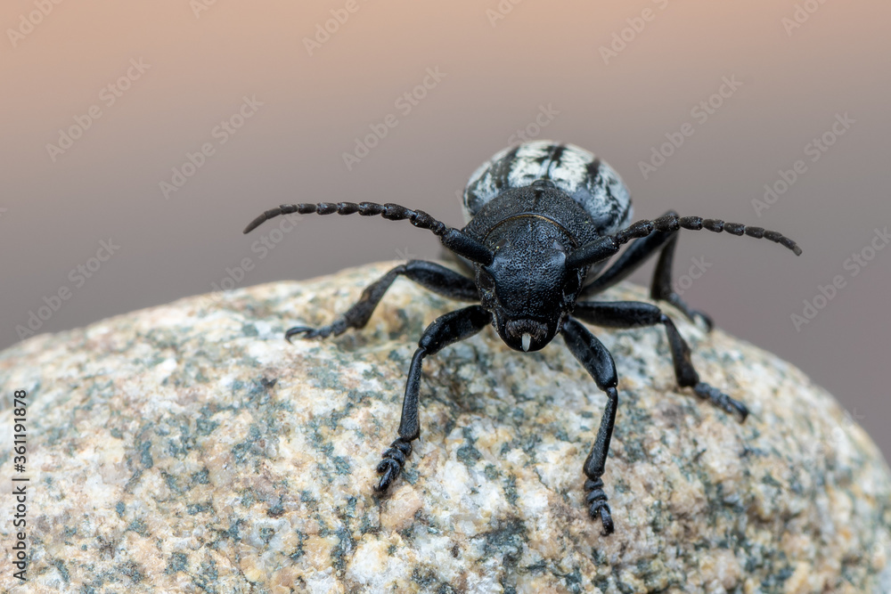 a lonhorn beetle - Dorcadion fuliginator