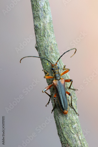 a longhorn beetle - Stenocorus meridianus photo