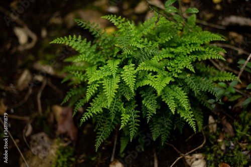Woodland green fern with green fresh fronds