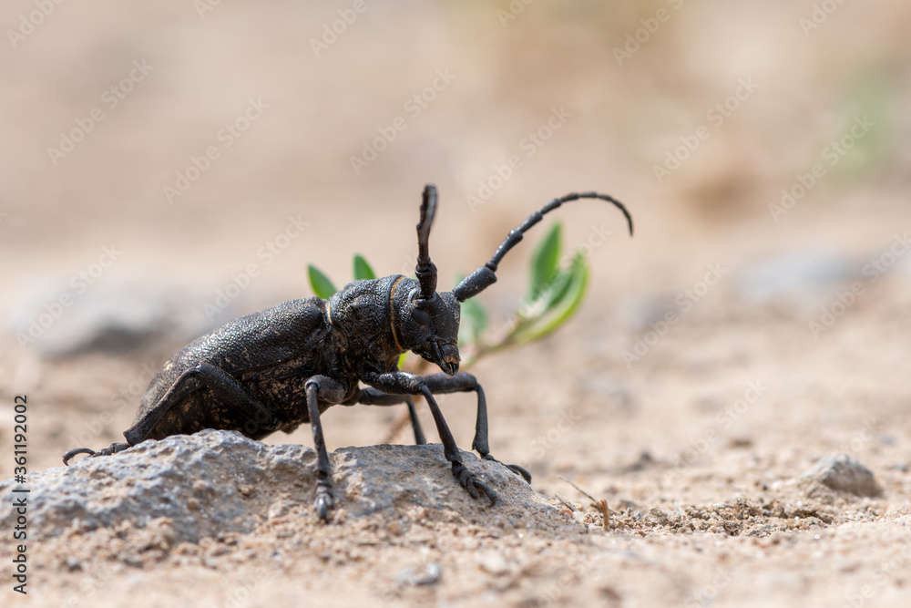 a Weaver beetle - Lamia textor a Weaver beetle - Lamia textor