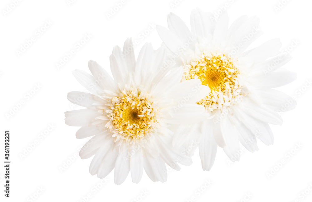Obraz premium beautiful daisy flower isolated