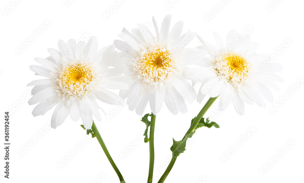 Fototapeta premium beautiful daisy flower isolated