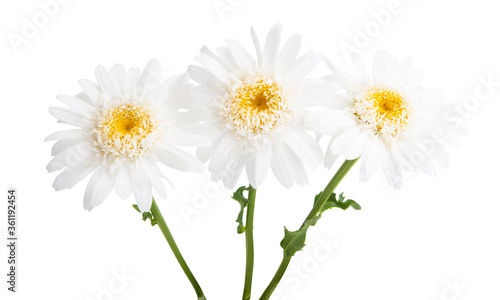 beautiful daisy flower isolated