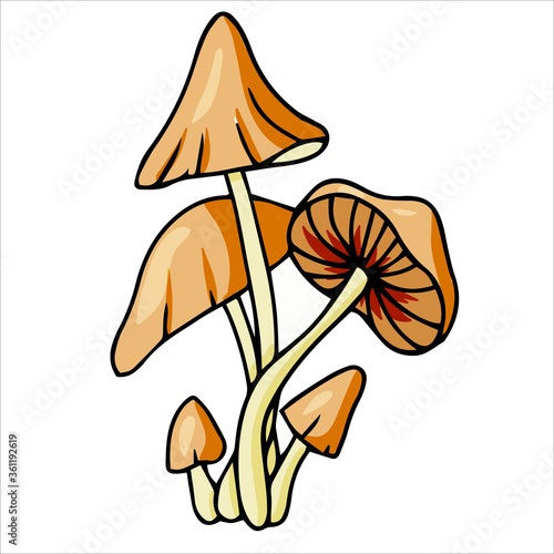 Set of different edible and poisonous mushrooms vector illustration isolated on white background.