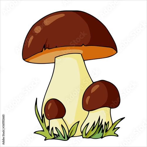 Set of different edible and poisonous mushrooms vector illustration isolated on white background.