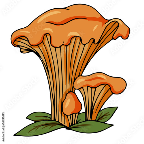 Set of different edible and poisonous mushrooms vector illustration isolated on white background.