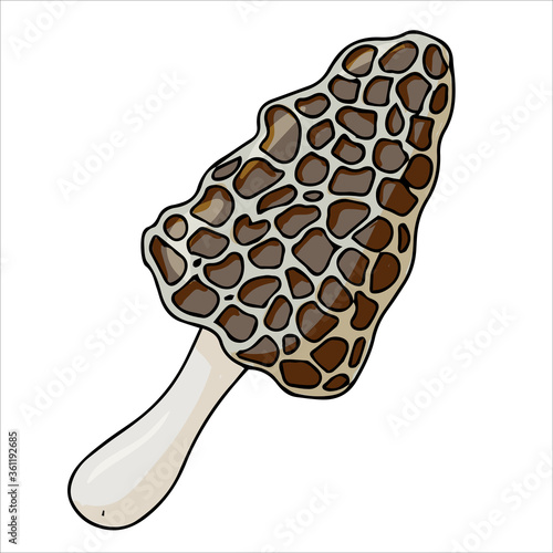 Set of different edible and poisonous mushrooms vector illustration isolated on white background.