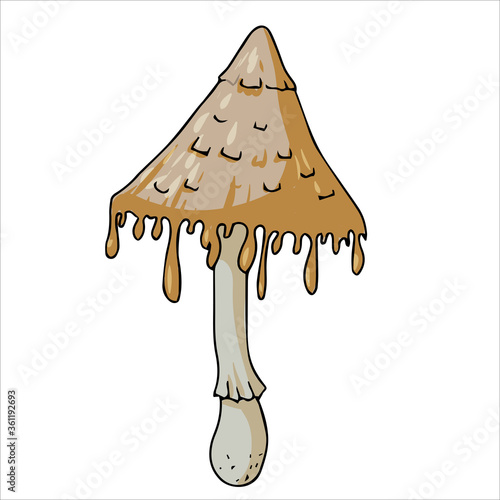 Set of different edible and poisonous mushrooms vector illustration isolated on white background.
