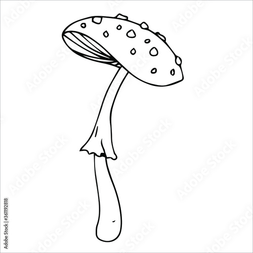 Set of different edible and poisonous mushrooms vector illustration isolated on white background.