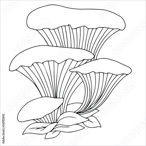 Set of different edible and poisonous mushrooms vector illustration isolated on white background.