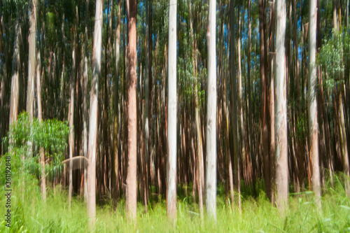 Tall trees on Hamakua Coast, eucalyptus trees. photo