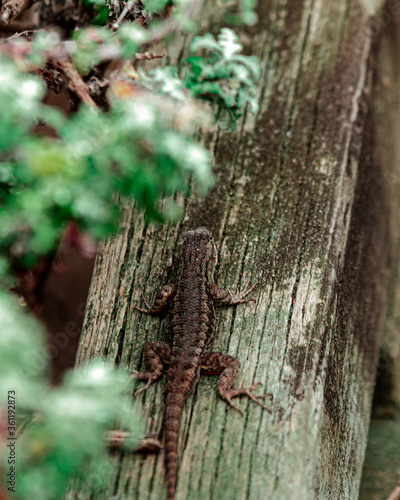 Lizard on a walkway