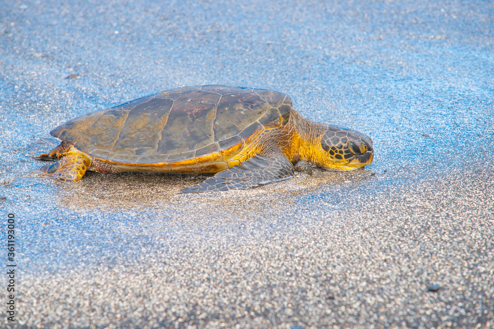 Green sea turtle coming ashore in egg laying season.