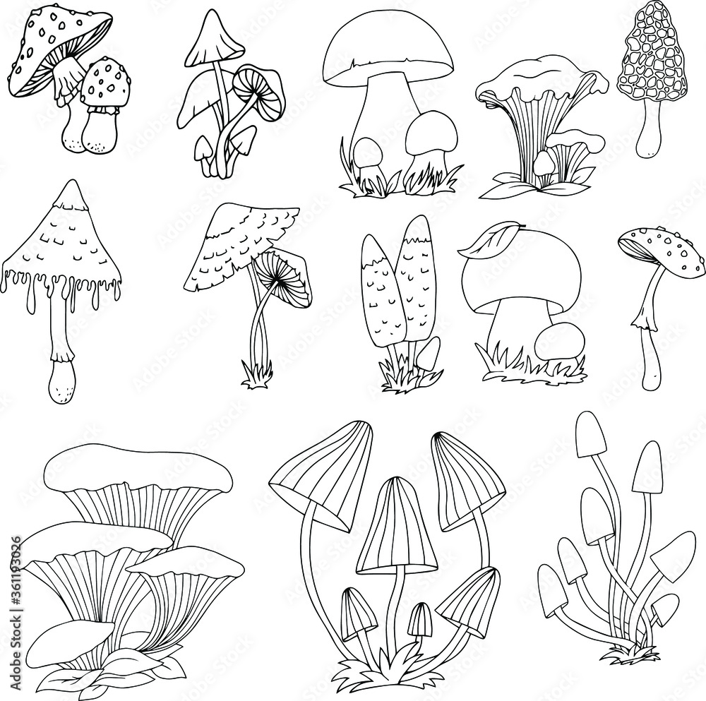 Set of different edible and poisonous mushrooms vector illustration isolated on white background. Set of different edible and poisonous mushrooms vector illustration isolated on white background.