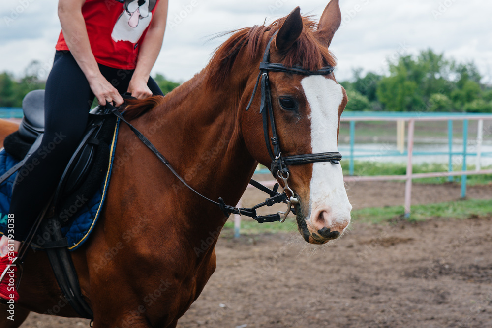 A young and pretty girl is learning to ride a thoroughbred Mare on a summer day at the ranch. Horse riding, training and rehabilitation A young and pretty girl is learning to ride a thoroughbred Mare on a summer day at the ranch. Horse riding, training and rehabilitation