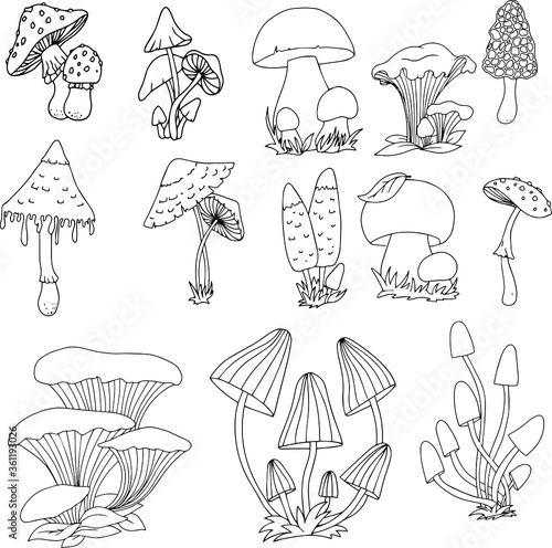 Set of different edible and poisonous mushrooms vector illustration isolated on white background.