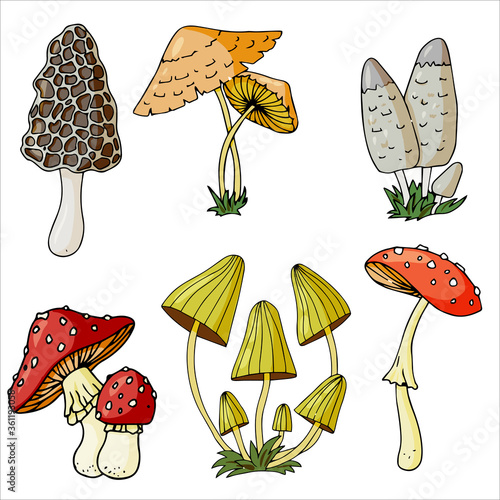 Set of different edible and poisonous mushrooms vector illustration isolated on white background.
