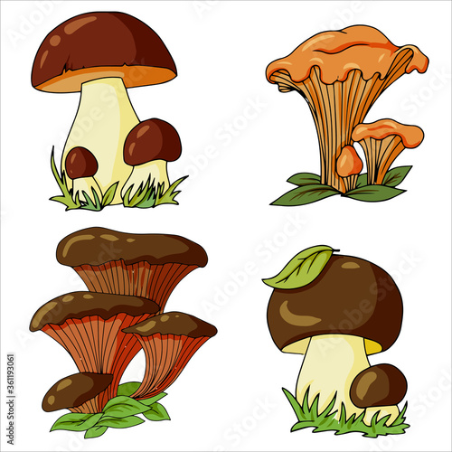 Set of different edible and poisonous mushrooms vector illustration isolated on white background.