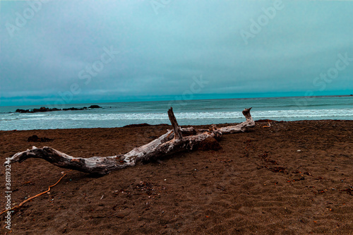 Driftwood on the beach